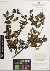 Foto von Salix myrsinifolia Salisb.